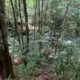 Albizia Lodge