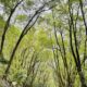 Ecosystem Based Adaptation to Climate Change in Seychelles - EBA project