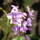 EVERGLOW LTD