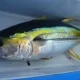 FRESH SEAFOOD (PROPRIETARY) LIMITED