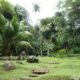 Jardin du Roi