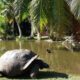 PARADISE REAL ESTATE (SEYCHELLES)