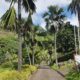 THE GOLDEN EGG & POULTRY FARM (SEYCHELLES)