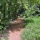 SEYCHELLES ANIMAL WELFARE SOCIETY