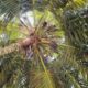 SEYCHELLES ASSOCIATION FOR MUSLIM GUIDANCE AND CHARITABLE CAUSES (SAMGCC)